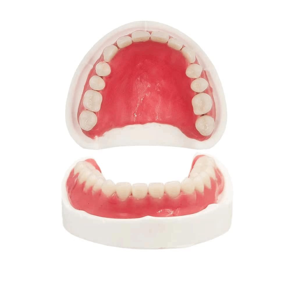 Fake Teeth Denture Top and Bottom Temporary Teeth T45640