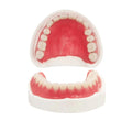 Fake Teeth Denture Top and Bottom Temporary Teeth T45640